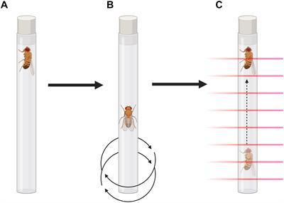 The Drosophila melanogaster Levodopa-Induced Depression Model Exhibits Negative Geotaxis Deficits and Differential Gene Expression in Males and Females